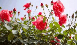 玫瑰花到了花期下一句 玫瑰花到了花期下一句